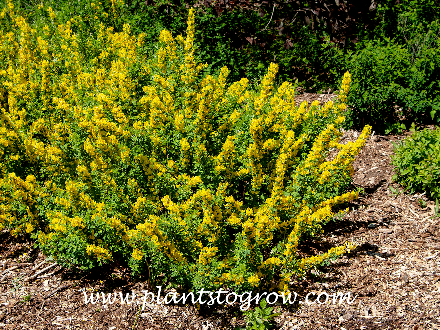 Hairy Broom (Chamaecytisus hirsutus)
The Hairy Broom is loaded with flowers in early May.